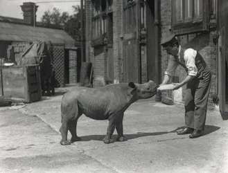 Egy afrikai orrszarvú, Kathlene és Harry Warryck állattartó a ZSL Londoni Állatkertben, 1928. szeptember