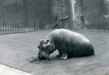 „Joan” víziló a londoni állatkertben evett, 1920. szeptember