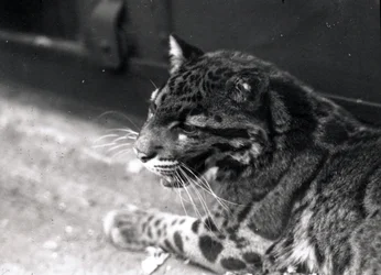 Felhős leopárd, 1922