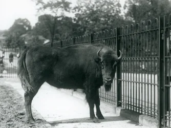 Georgina európai bölény karámjának rácsaiban, a londoni állatkertben, 1926. augusztus 12.