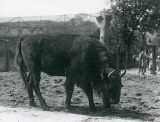 Julia európai bölény füvet eszik karámjában, a londoni állatkertben, 1926. augusztus 12.