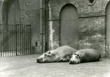 Bobbie és Joan vízilovak a londoni állatkertben, 1923. július (bw fotó)