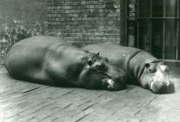 Bobbie és Joan vízilovak fekve a londoni állatkertben, 1923 júliusában (színes fotó)