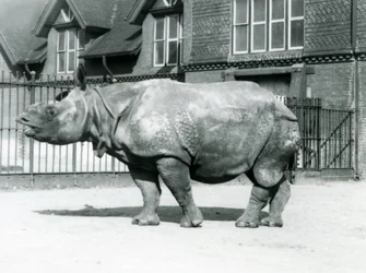 Félix indiai orrszarvú a londoni állatkert karámjában áll, 1927