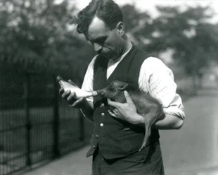 Harry Warwick őrző üveges Warthog babát etet a londoni állatkertben, 1922 augusztusában