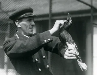 Őrző, Thomas Raggett, egy nagy indián szarvascsőrűt simogat a számlája alatt a londoni állatkertben, 1924