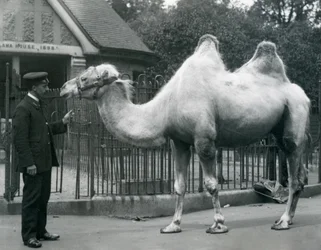W. Styles őrző, baktriai tevével, a londoni állatkert Lláma háza előtt, 1914. július