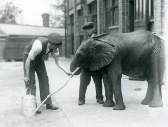 Az állattartók segítenek a fiatal hím afrikai elefántnak, Kiberenge-nek inni egy locsolókannára erősített tömlőből, Londoni Állatkert, 1924. július