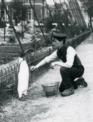 Királypingvin, amint Harry Munro gondozó szivaccsal mosdatja meg a londoni állatkertben 1914 májusában. Munro az első világháborúban esett el, miután a hadseregben, léghajókon és tengeralattjáró-elhárításon szolgált.