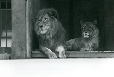 Oroszlán és Kuja Oroszlán és Caroline a ZSL Londoni Állatkertben, 1924. július