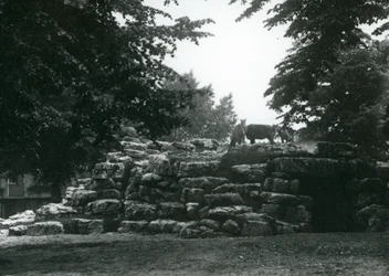 Az ElandAntelope Paddock a londoni állatkertben 1924 júniusában