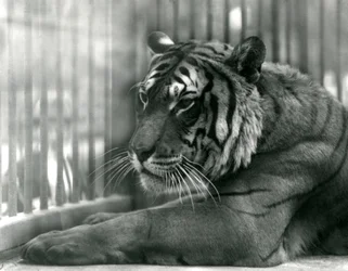 Tiger Sam a londoni állatkertben, 1925