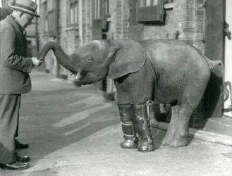 Fiatal törpe afrikai elefánt, Oojah sínekkel, angolkór-kezelés részeként, Londoni Állatkert, 1926