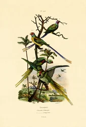 Alexandrine Parakeet, 1833-39
