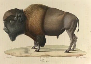 Bölény, az emlősök természettörténetéből (színes litho)
