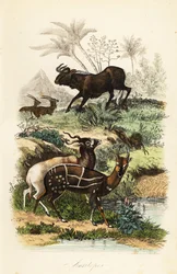 Fekete gnú, Connochaetes gnou, kritikusan veszélyeztetett addax vagy csavarszarvú antilop, Addax nasomaculatus, valamint hámos bozóti antilop vagy kewel, Tragelaphus scriptus