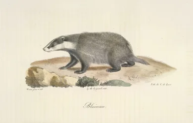 Borz, borz, az emlősök természetrajzából (színes litho)