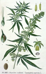 Cannabis sativa, botanikai lemez