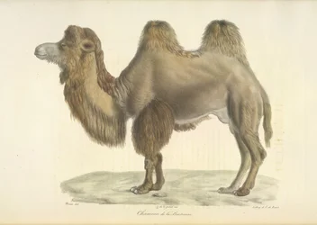 Baktriai teve, Bactrian Camel, az emlősök természetrajzából (színes litho)