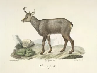 Zerge, nőstény, az emlősök természetrajzából (színes litho)