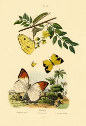 Felhőtlen kén, 1833-39