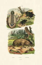 Közönséges büdöskürt, 1833-39