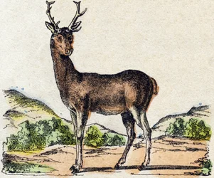 Szarvas. Metszet: „Alphabet des animaux sauvages””. 9. sorozat. Epinal, Pellerin, nyomdász-kiadó képei, 1870 körül. Metszetek fára, stencilezett. 16 oldal. Mérete: 20 x 15 cm. Magángyűjtemény