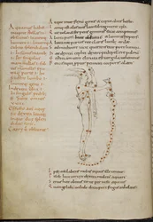 Rajz a Vízöntő csillagképről, a csillagok vörös pontok formájában, a „Phaenomena”-ból (más néven Aratea) (vellum)
