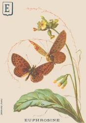 E: Euphrosine (Clossiana euphrosine vagy nagy ezüst nyaklánc)