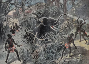 Elefántvadászat Afrikában. Az elefánt beleesik egy gödörbe, mielőtt nyilakkal végezne. Metszet a „” Le Pelerin”-ben” 1899.01.22.