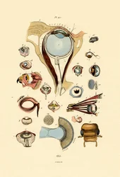 Szemek, 1833-39