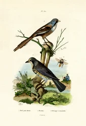 Mezőfa, 1833-39