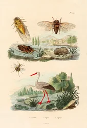 Szentjánosbogár, 1833-39