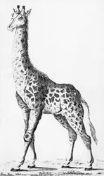Zsiráfot hozott vissza Levaillant úr, amikor Afrikában utazott, illusztráció az Observations sur la Physique, sur lHistoire Naturelle et sur les Arts, dediees a Mgr. Artois grófja, 1789. december