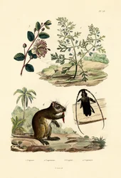 Kecskefű, 1833-39