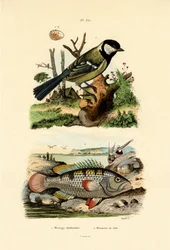 széncinege, 1833-39
