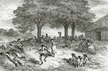 Coca betakarítása, Peru, illusztráció a Le Tour du Monde magazinból, 1877
