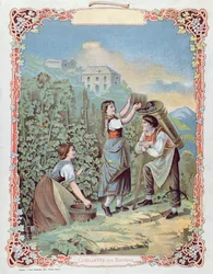 Szüret szőlő, naptárból, 1880 körül