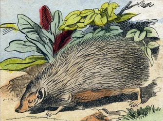 Herisson. Metszet „Buffon Alphabet des Animaux". 3. sorozat N 1. Epinal képalkotása, Epinal, 19. század vége. 16 oldal. Mérete: 28x21 cm