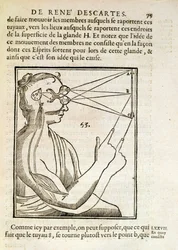 Illusztráció a De Homine Figurisból, Rene Descartes (1596-1650) Hágában, 1662
