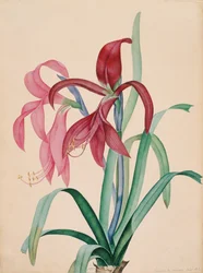 Írisz, 1812