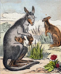 Kenguru. Metszet „Buffon Alphabet des Animaux". 3. sorozat N 1. Epinal képalkotása, Epinal, 19. század vége. 16 oldal. Mérete: 28x21 cm