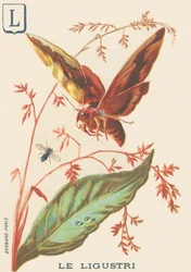 L: Ligustri (Sphinx ligustri vagy Troene Sphinx)