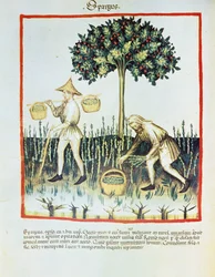 Lat. 9333 folio 23v "Spargus" (spárgaszedők) a Tacuinum sanitatisból, Ibn Butlán (pergamen)