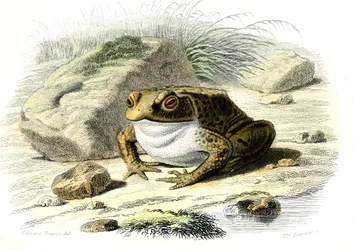 Le varangy (Bufo vulgaris) – Bernard Germain de Lacepede (1856-1925) táblája természetrajzból, P.Furme kiadás, Párizs