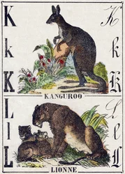K L betű; K Kanguroo; Az Oroszlán. Metszet „Vadállatok ábécéjébe”. 9. sorozat. Epinal, Pellerin, nyomdász-kiadó képei, 1870 körül. Metszetek fára, stencilezett. 16 oldal. Mérete: 20 x 15 cm. Magángyűjtemény