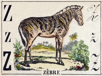 Z betű Zebra. Metszet „Vadállatok ábécéjébe”. 9. sorozat. Epinal, Pellerin, nyomdász-kiadó képei, 1870 körül. Metszetek fára, stencilezett. 16 oldal. Mérete: 20 x 15 cm. Magángyűjtemény