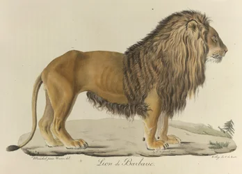 Berber oroszlán. Berber oroszlán a „Histoire Naturelle des Mammifères” című műből