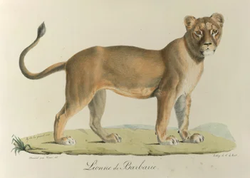 Barbary Lionee. Barbár oroszlán, az emlősök természettörténetéből (színes litó)