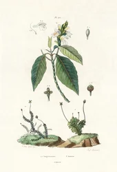 Májfű, 1833-39